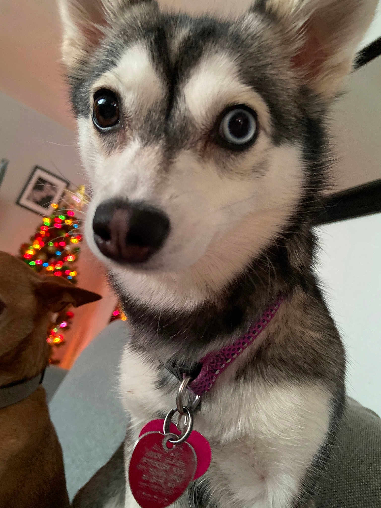 Mia