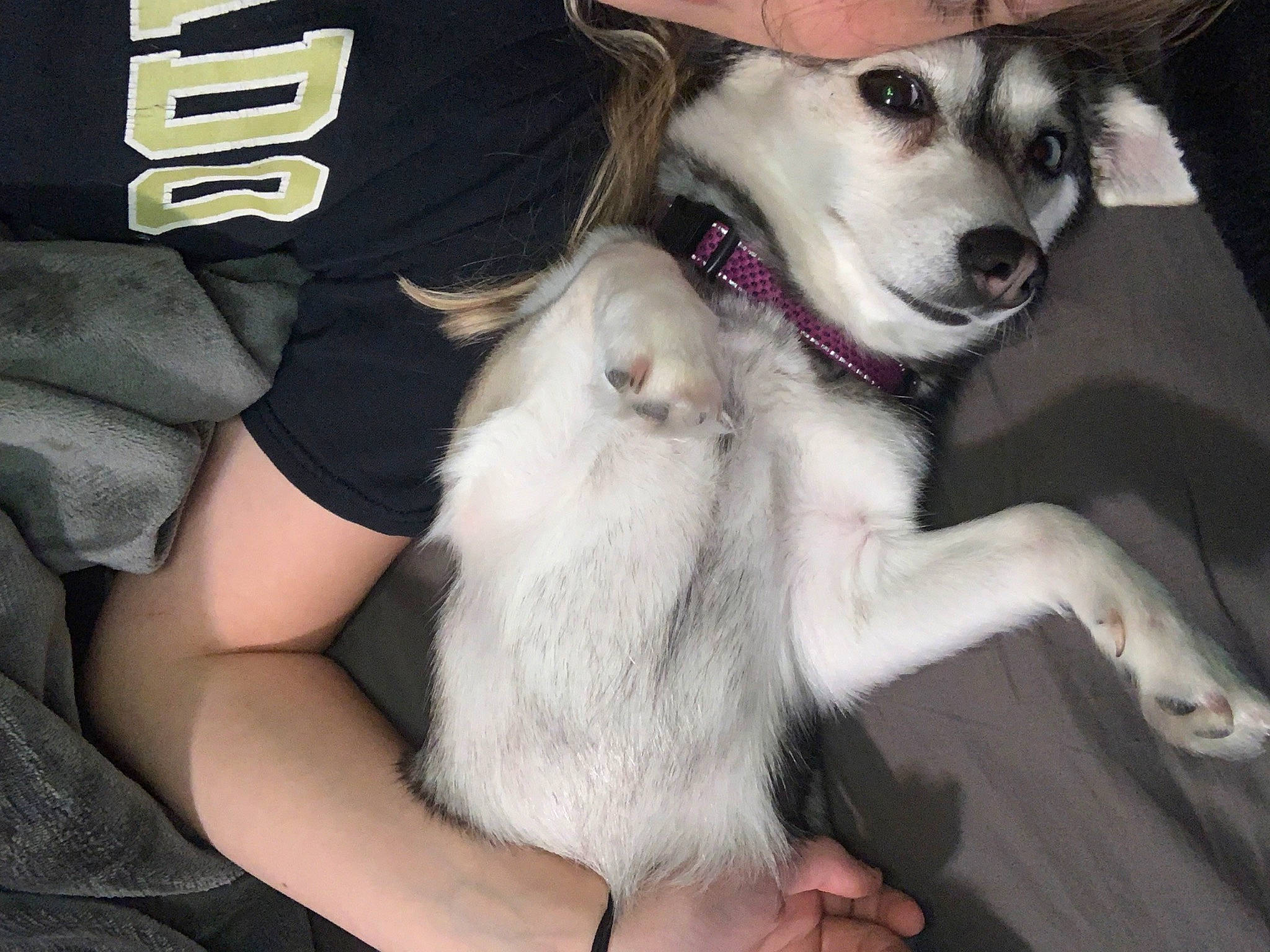 Mia is registered to the contest to win money with this photo: animal_training, canidae, carnivore, collar, companion_dog, dog, dog_breed, dog_supply, fawn, fur, non_sporting_group, paw, sporting_group, working_animal