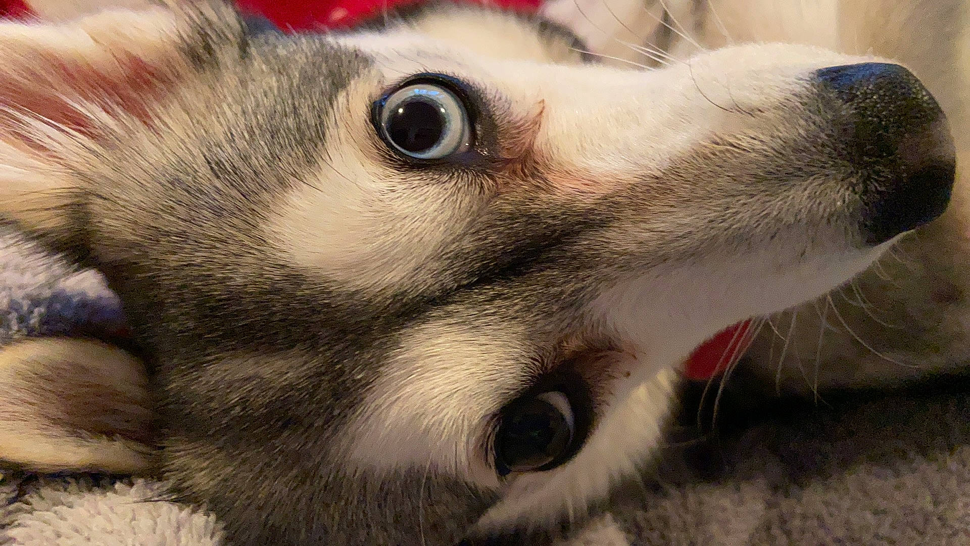 Mia is registered to the contest to win money with this photo: canidae, carnivore, close_up, companion_dog, dog, dog_breed, ear, eye, eyelash, fawn, felidae, fur, head, human_body, jaw, paw, small_to_medium_sized_cats, snout, sporting_group, whiskers