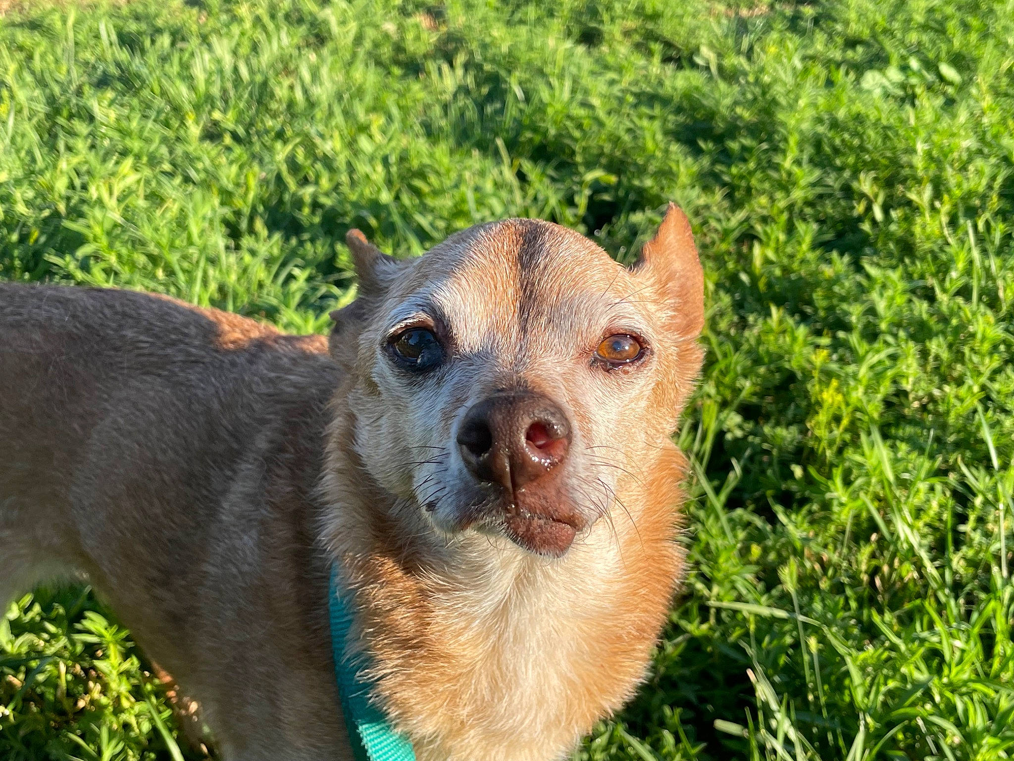 Chuck Norris is registered to the contest to win money with this photo: australian_cattle_dog, canidae, carnivore, companion_dog, dog, dog_breed, eye, fawn, grass, groundcover, herding_dog, plant, puppy, snout, sporting_group, street_dog, terrestrial_animal, whiskers, working_animal, working_dog