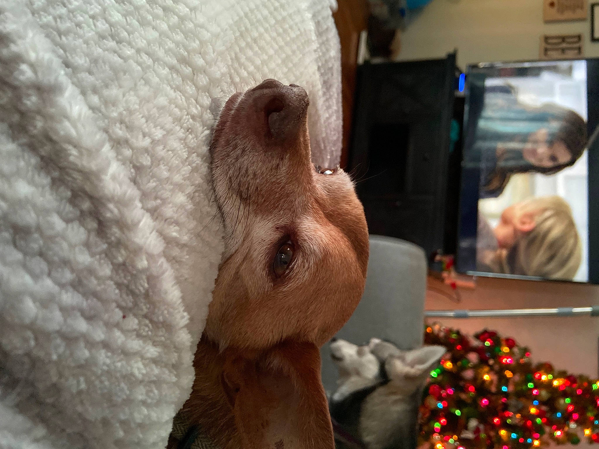 Chuck Norris joined the competition — help win amazing prizes! canidae, child, comfort, companion_dog, dog, dog_breed, event, fawn, felidae, fur, linens, plush, room, small_to_medium_sized_cats, snout, stuffed_toy, toy, whiskers, wood, woven_fabric