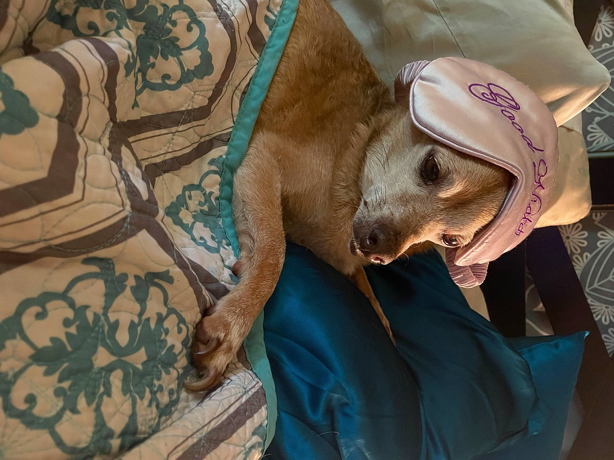 Chuck Norris is registered to the contest to win money with this photo: canidae, carnivore, comfort, dog, dog_breed, fashion_accessory, fawn, fur, hat, linens, pattern, snout, sporting_group, sun_hat, terrestrial_animal, tradition, visual_arts, working_animal, wrinkle