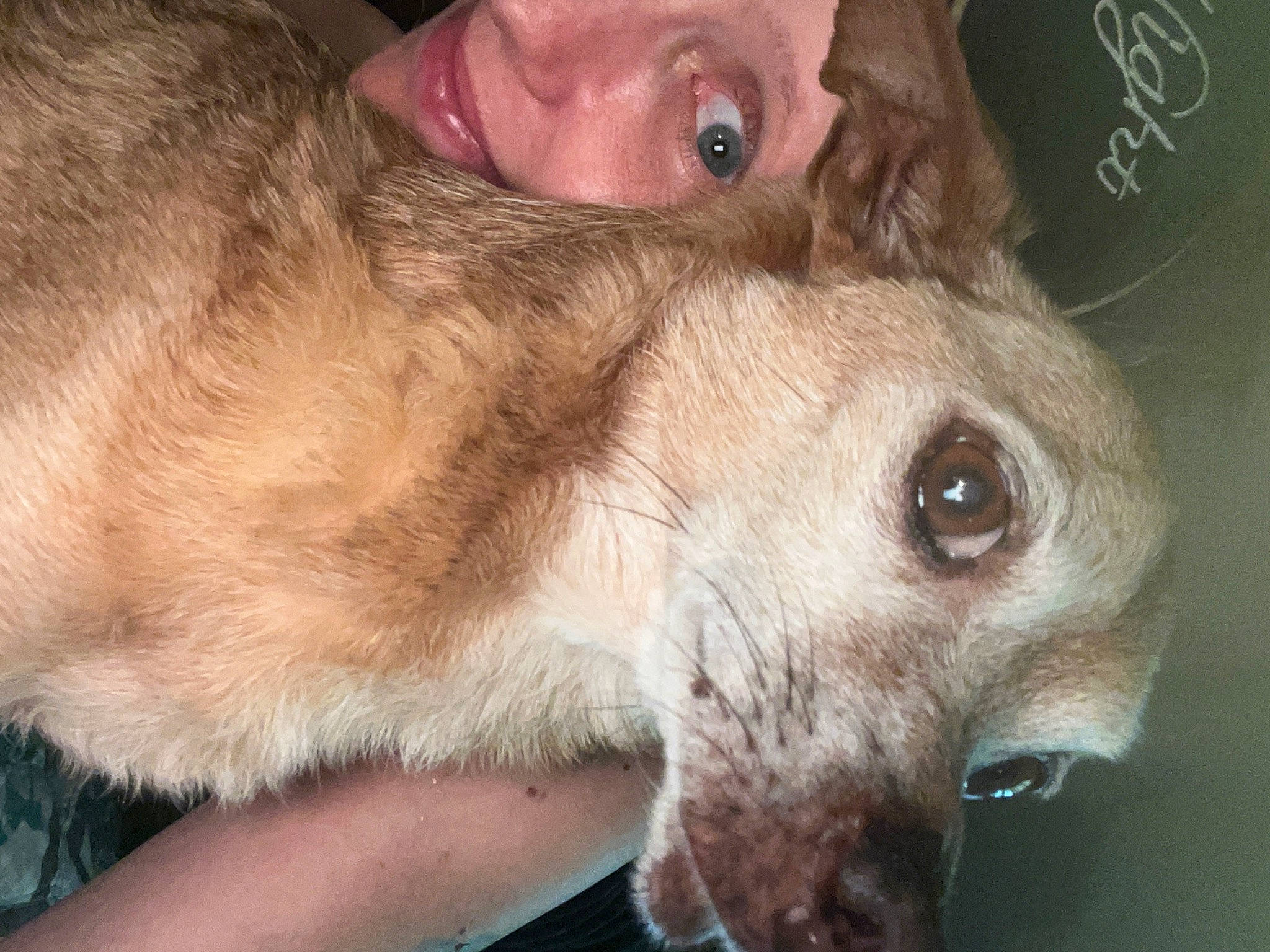 Chuck No joined the competition — help win amazing prizes! canidae, carnivore, collar, companion_dog, dog, dog_breed, ear, eyelash, fawn, fur, liver, non_sporting_group, nose, photography, puppy, snout, sporting_group, whiskers, working_animal