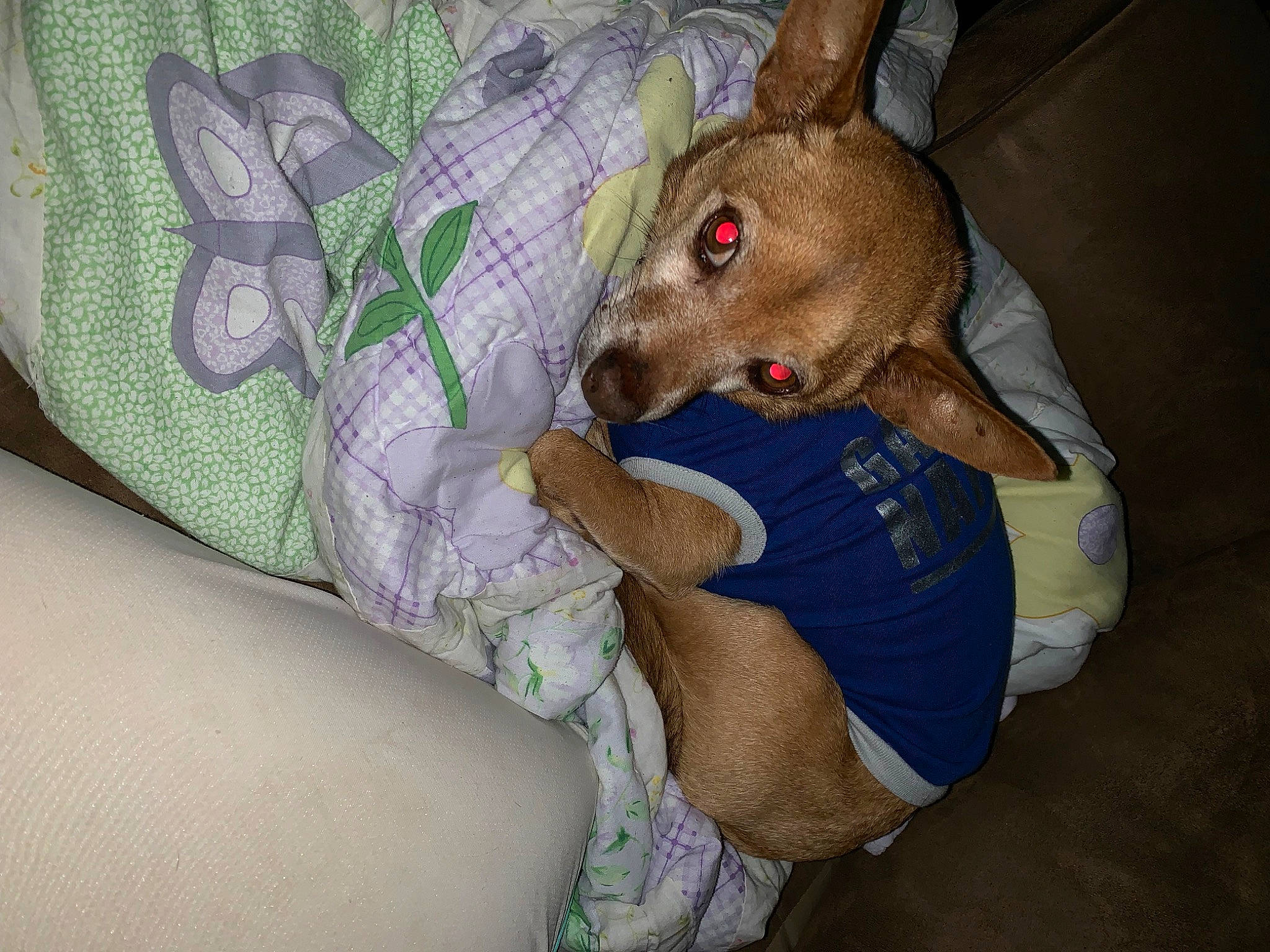 Chuck No joined the competition — help win amazing prizes! canidae, carnivore, comfort, companion_dog, deer, dog, dog_breed, elbow, fawn, fur, linens, marsupial, pattern, sleeve, sun_hat, terrestrial_animal, thigh, wallaby, whiskers, working_animal