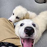 Princess is registered to the contest to win money with this photo: adorable, animal, canine, close_up, companion, cute, dog, excited, floor, friendship, fur, happy, indoor, pet, playful, puppy, sniffing, tongue_out, white_fur, young