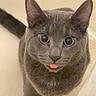 Blue is registered to the contest to win money with this photo: cat, gray_cat, pet, animal, cute, tongue_out, whiskers, ears, feline, looking_up, indoor, close_up, fur, small, adorable, playful, curious, mammal, domestic_animal, friendly
