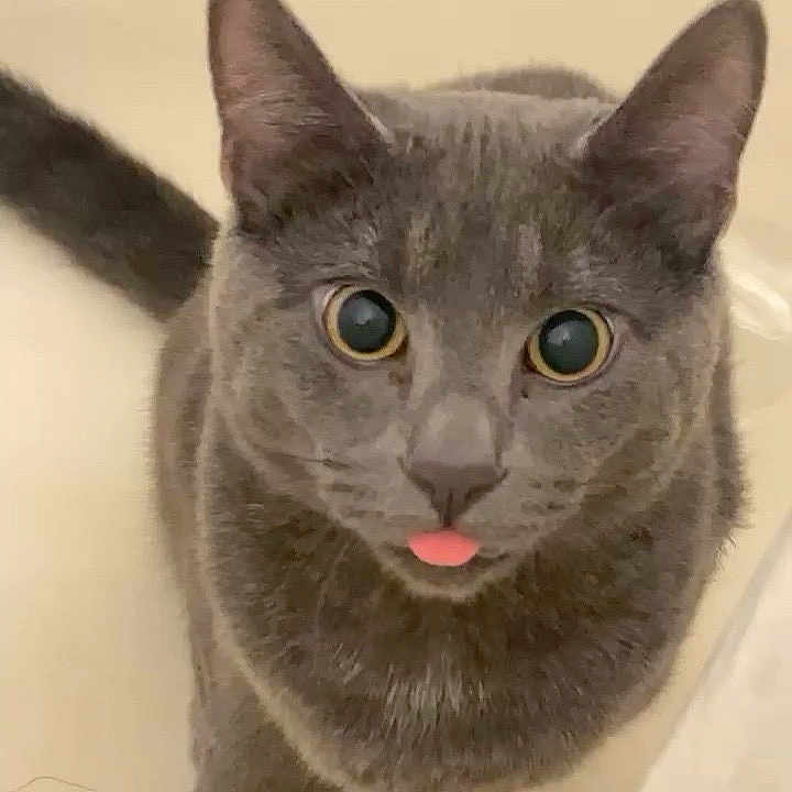Blue is registered to the contest to win money with this photo: cat, gray_cat, pet, animal, cute, tongue_out, whiskers, ears, feline, looking_up, indoor, close_up, fur, small, adorable, playful, curious, mammal, domestic_animal, friendly