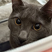 Blue joined the competition — help win amazing prizes! cat, gray_cat, close_up, pet, animal, curious, wide_eyes, whiskers, fur, indoor, soft_texture, fabric, cute, domestic_cat, portrait, feline, nose, ears, looking, relaxed