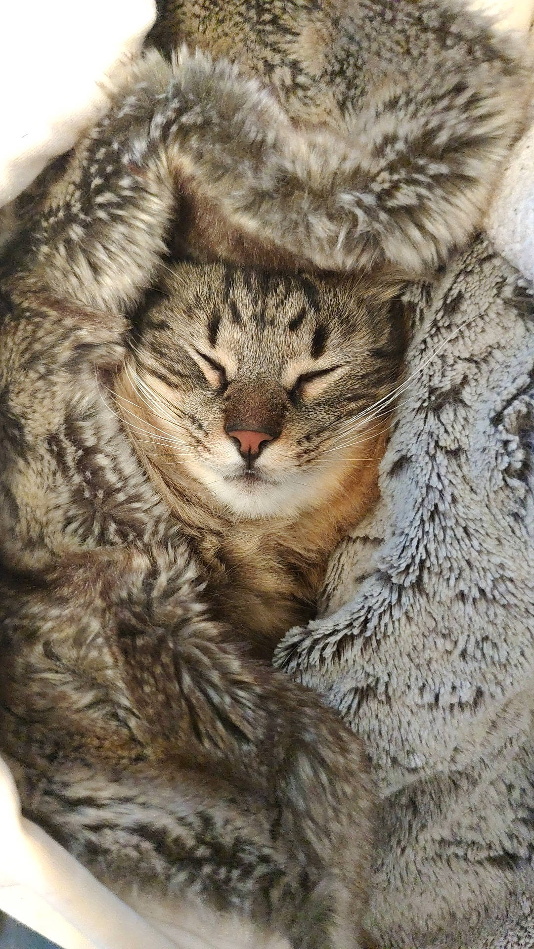 Pops participe au concours pour gagner de l'argent avec cette photo : big_cats, carnivore, cat, claw, eye, felidae, fur, small_to_medium_sized_cats, snout, tail, terrestrial_animal, tree, whiskers, wildlife