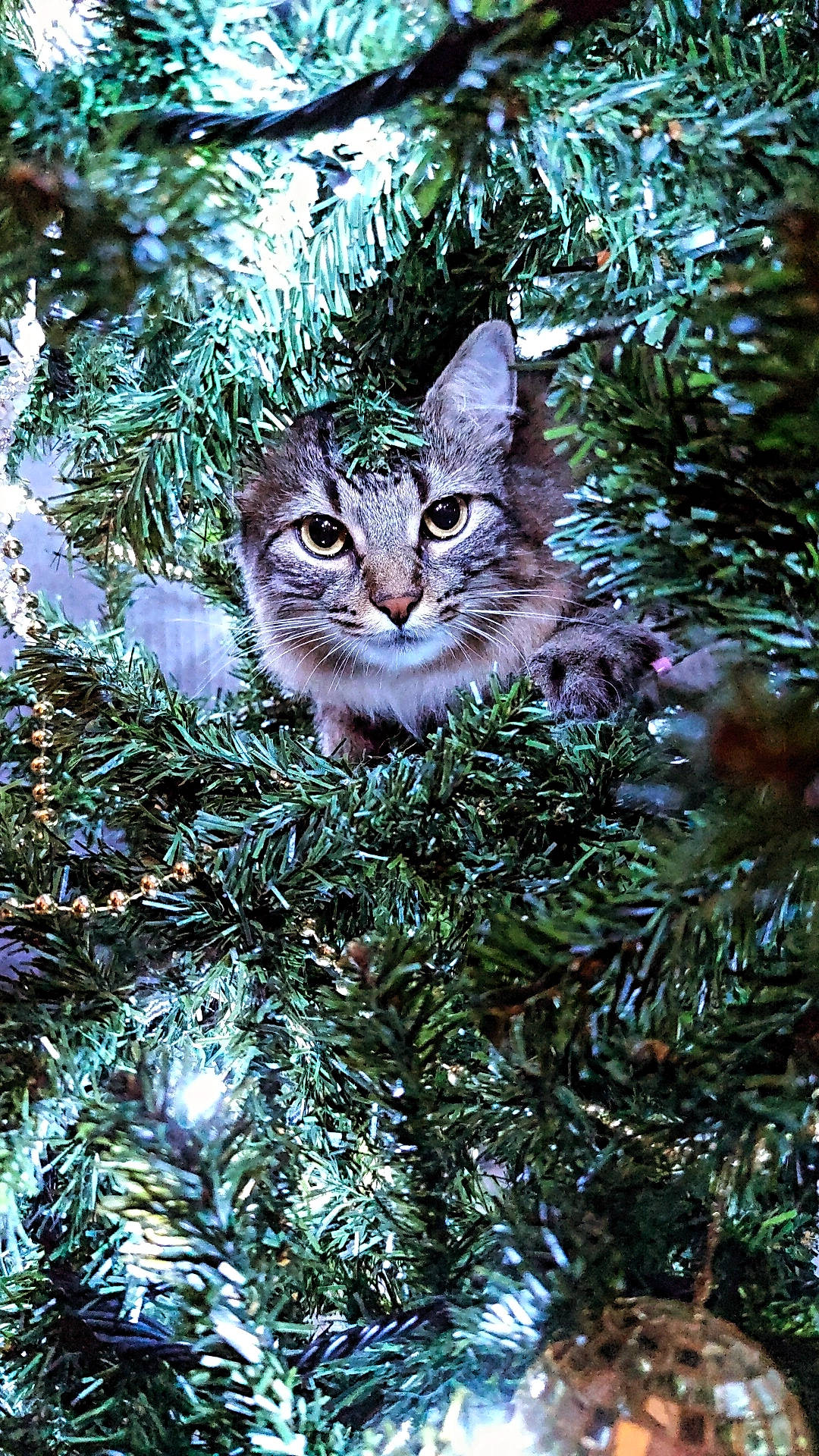 Pops a rejoint le concours — aidez-le/la à gagner de superbes lots ! branch, carnivore, cat, christmas_ornament, christmas_tree, conifer, event, evergreen, felidae, grass, groundcover, larch, organism, plant, small_to_medium_sized_cats, snout, tree, twig, whiskers, woody_plant