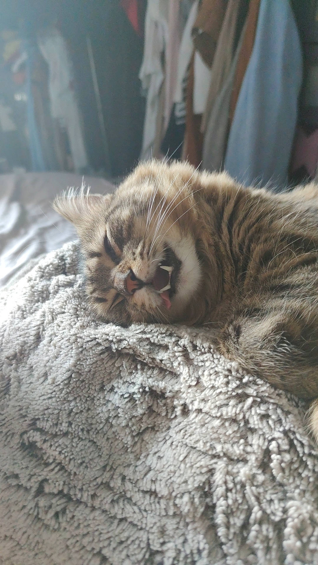 Pops a rejoint le concours — aidez-le/la à gagner de superbes lots ! carnivore, cat, claw, close_up, comfort, domestic_short_haired_cat, fawn, felidae, fur, grey, mammal, paw, small_to_medium_sized_cats, snout, tail, terrestrial_animal, vertebrate, whiskers, window, wood