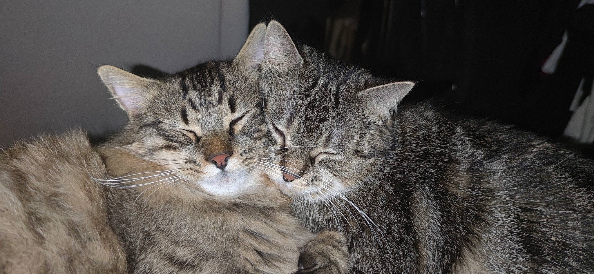 Pops participe au concours pour gagner de l'argent avec cette photo : carnivore, cat, claw, domestic_short_haired_cat, felidae, fur, paw, small_to_medium_sized_cats, snout, terrestrial_animal, whiskers, wildlife