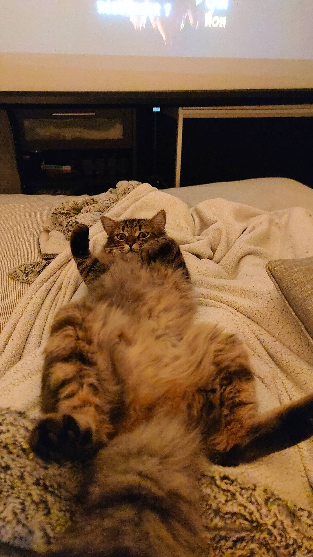 Pops participe au concours pour gagner de l'argent avec cette photo : bed, bedding, british_longhair, carnivore, cat, comfort, felidae, flooring, fur, grey, linens, paw, picture_frame, small_to_medium_sized_cats, tail, television, terrestrial_animal, textile, whiskers, wood