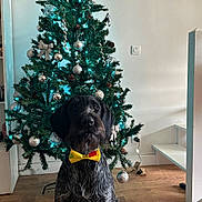 Ultan a rejoint le concours — aidez-le/la à gagner de superbes lots ! dog, bow_tie, christmas_tree, ornaments, lights, holiday, indoor, wooden_floor, decorations, festive, pet, black_dog, gray_fur, sitting, portrait, home, stairs, wall, floor, celebration