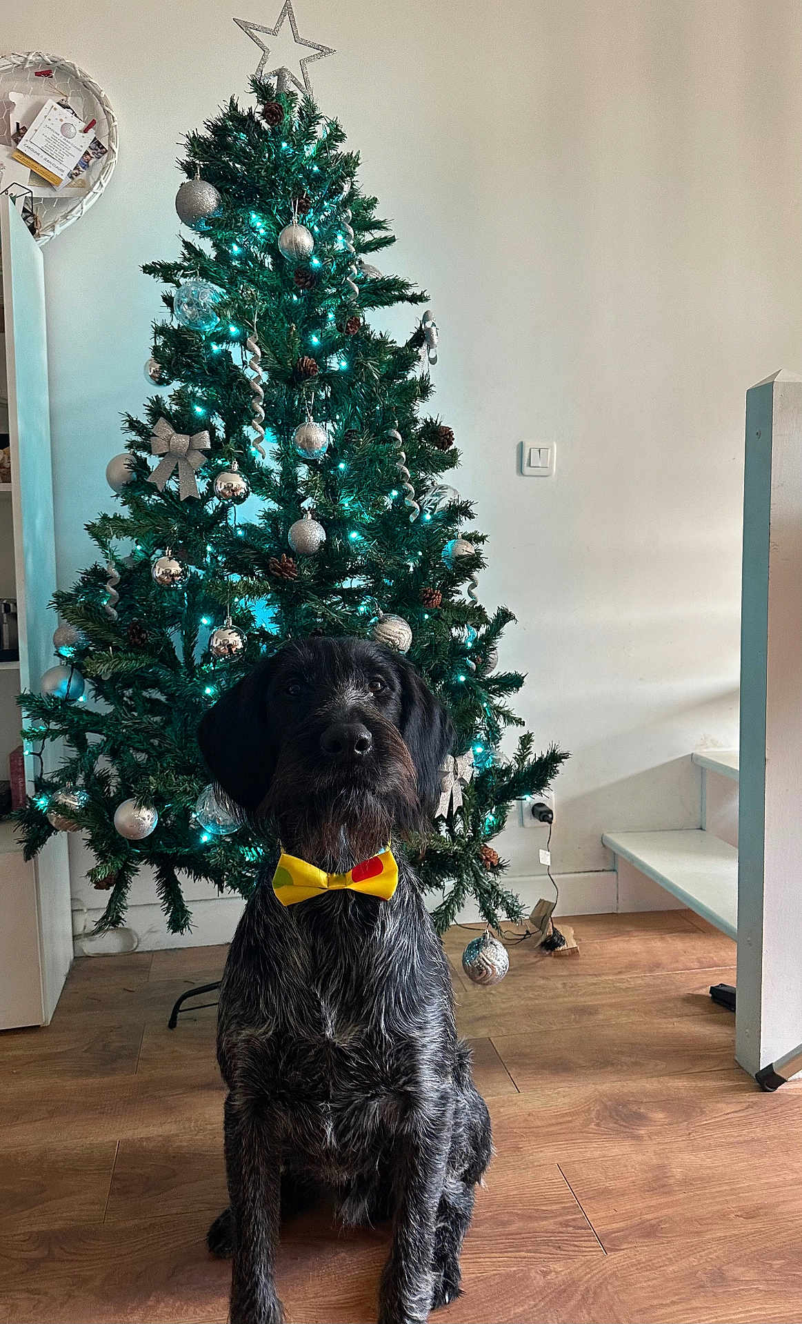 Ultan a rejoint le concours — aidez-le/la à gagner de superbes lots ! dog, bow_tie, christmas_tree, ornaments, lights, holiday, indoor, wooden_floor, decorations, festive, pet, black_dog, gray_fur, sitting, portrait, home, stairs, wall, floor, celebration