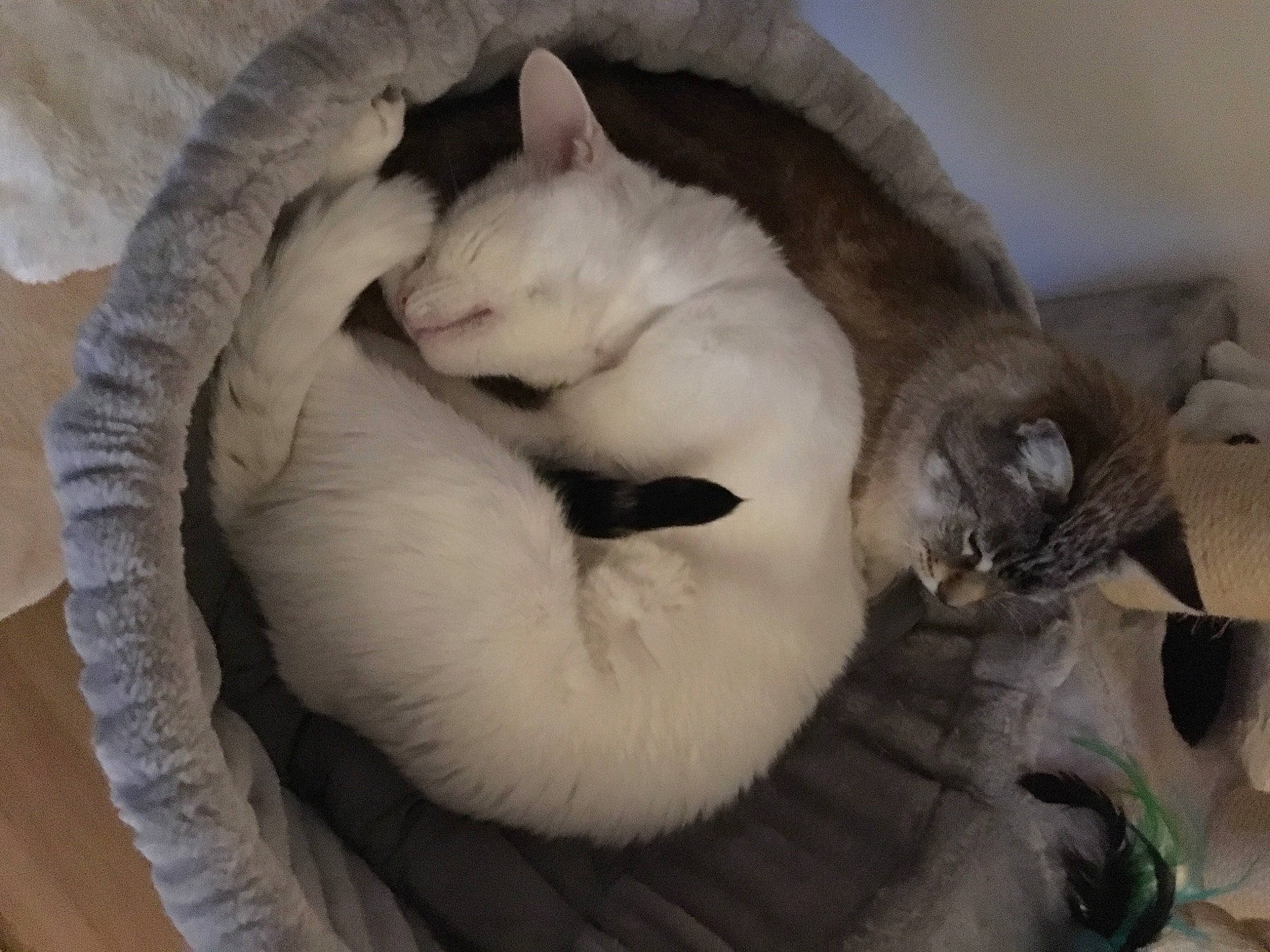 Soushy participe au concours pour gagner de l'argent avec cette photo : balinese, carnivore, cat, comfort, dog_breed, domestic_short_haired_cat, fawn, felidae, fur, grey, mammal, nap, paw, siamese, small_to_medium_sized_cats, snout, tail, thai, vertebrate, whiskers