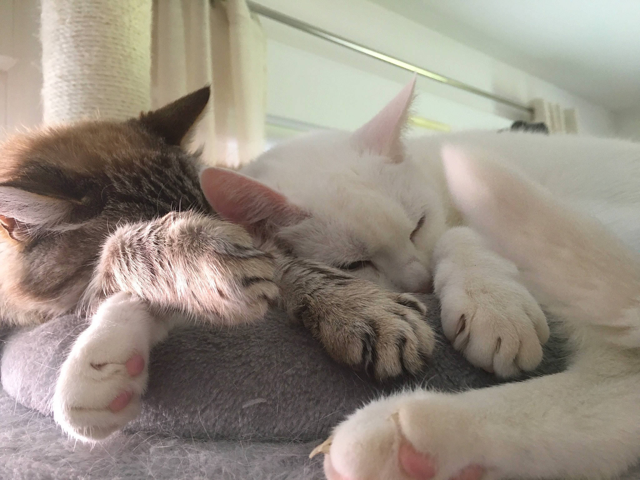 Soushy a rejoint le concours — aidez-le/la à gagner de superbes lots ! carnivore, cat, claw, comfort, curtain, domestic_short_haired_cat, felidae, foot, fur, grey, nap, paw, sleep, small_to_medium_sized_cats, snout, tail, whiskers