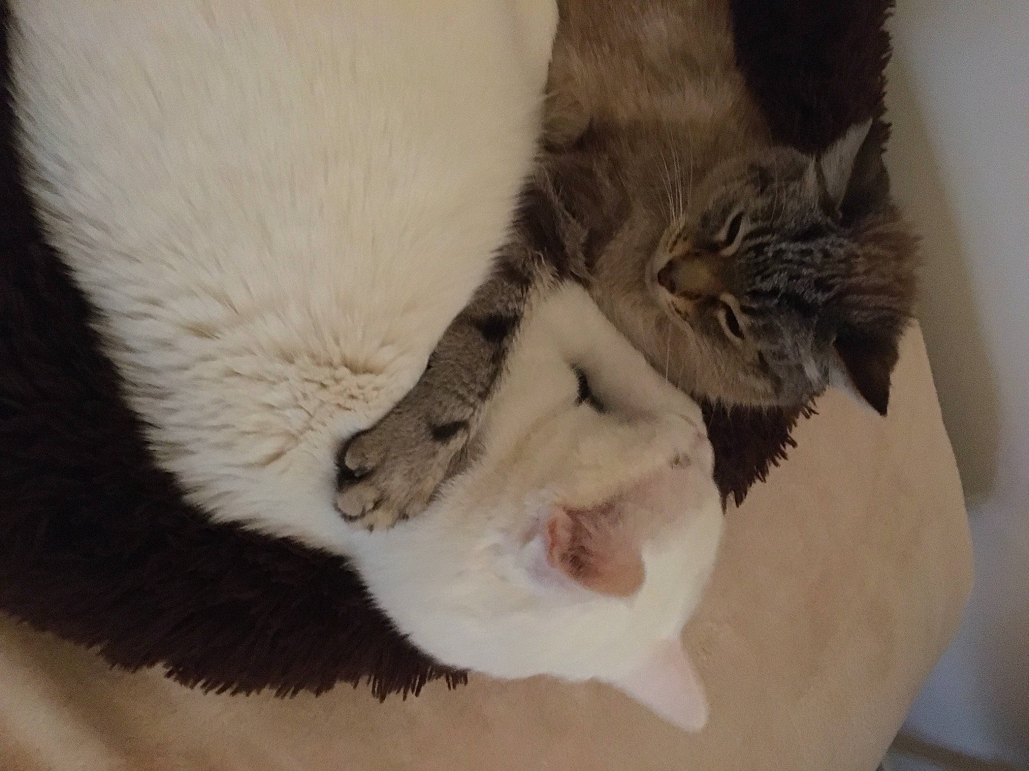 Soushy a rejoint le concours — aidez-le/la à gagner de superbes lots ! balinese, carnivore, cat, cat_bed, claw, comfort, domestic_short_haired_cat, fang, fawn, felidae, fur, nap, paw, sleep, small_to_medium_sized_cats, snout, tail, terrestrial_animal, whiskers