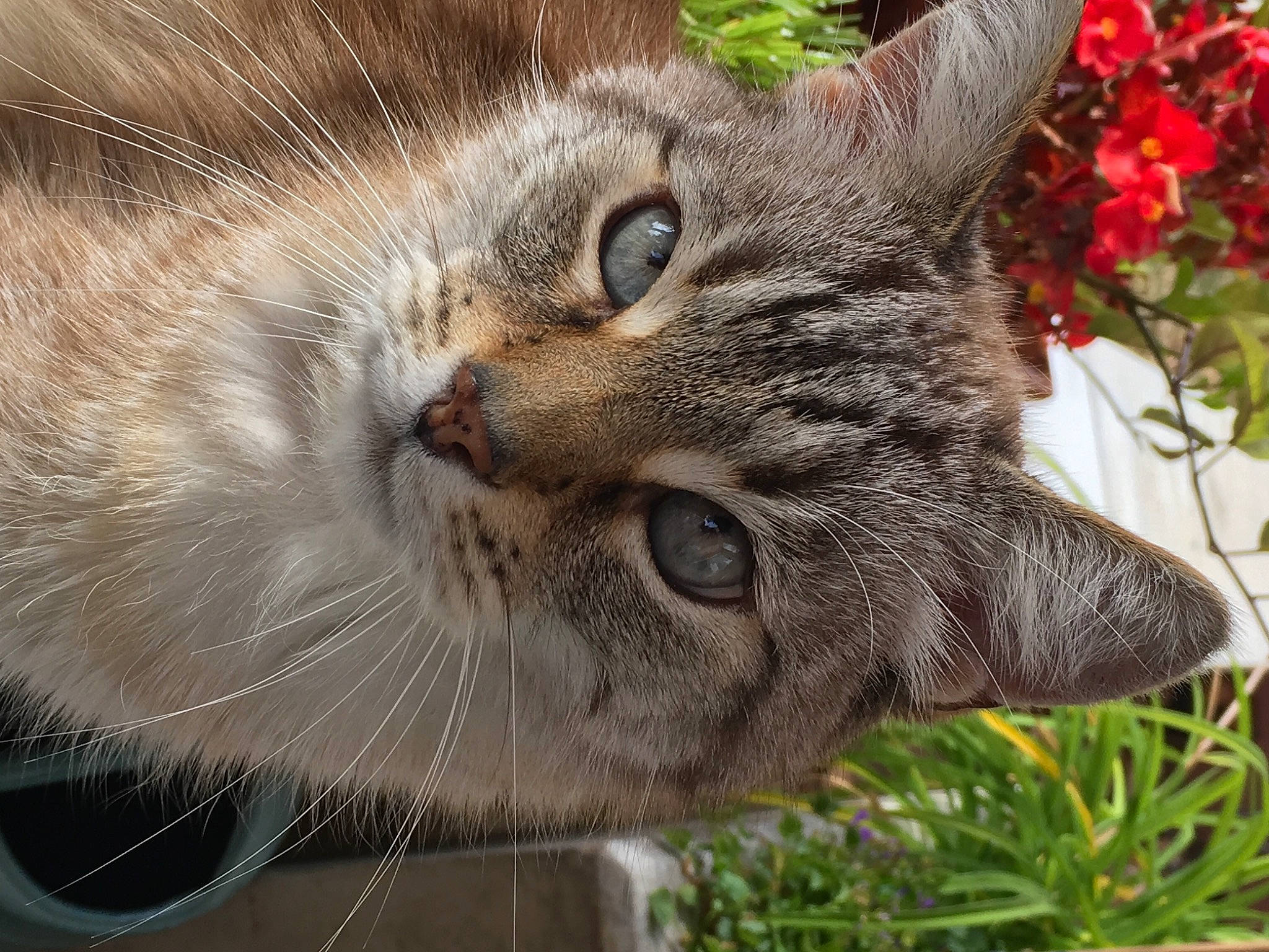 Soushy a rejoint le concours — aidez-le/la à gagner de superbes lots ! carnivore, cat, close_up, domestic_short_haired_cat, fawn, felidae, flower, fur, grass, groundcover, mammal, organism, petal, plant, small_to_medium_sized_cats, snout, terrestrial_animal, tree, whiskers, window