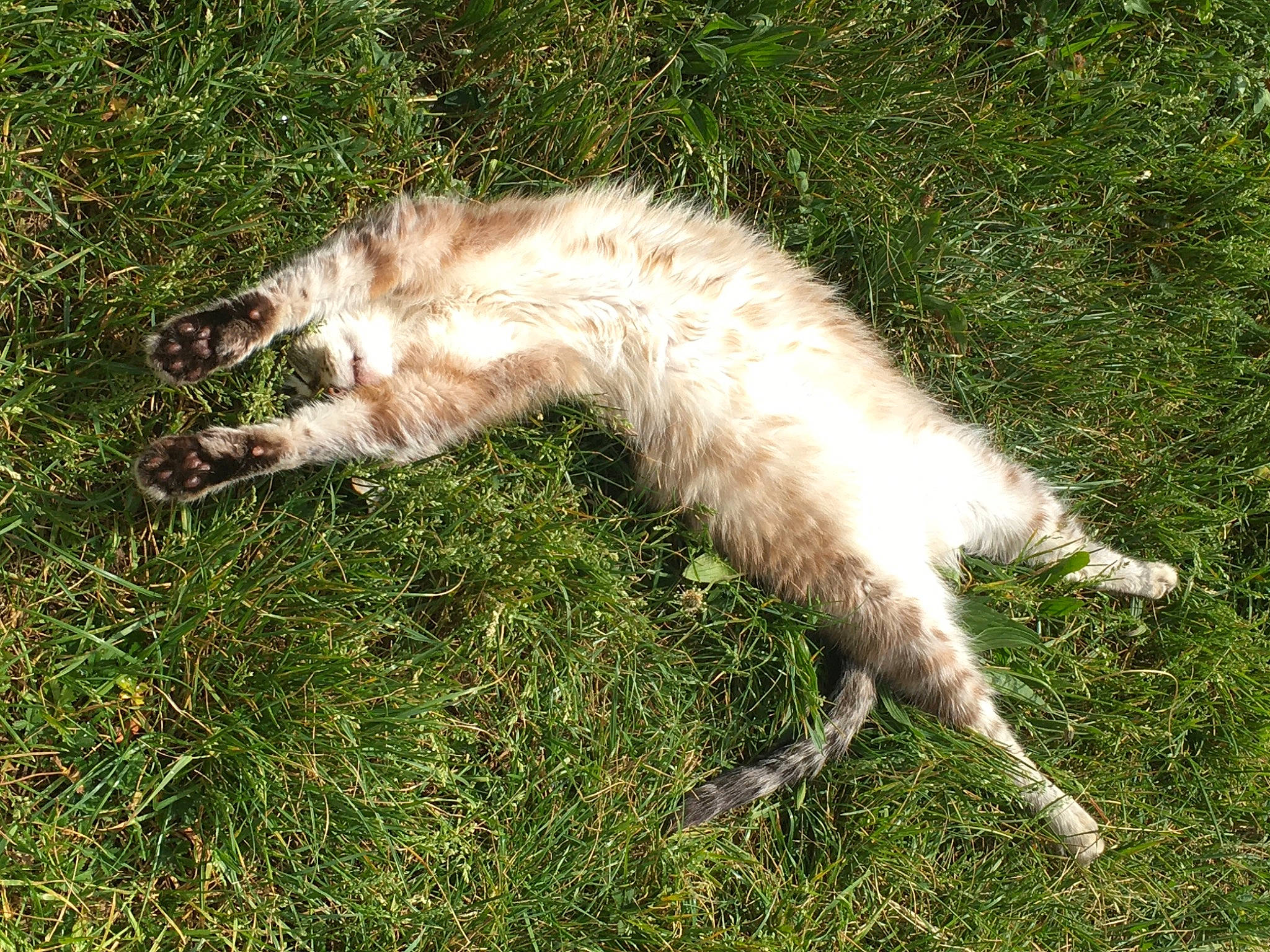 Soushy a rejoint le concours — aidez-le/la à gagner de superbes lots ! beak, carnivore, cat, claw, dog_breed, domestic_short_haired_cat, fawn, felidae, fur, grass, grassland, grazing, pasture, plant, small_to_medium_sized_cats, tail, terrestrial_animal, tree, whiskers, wildlife