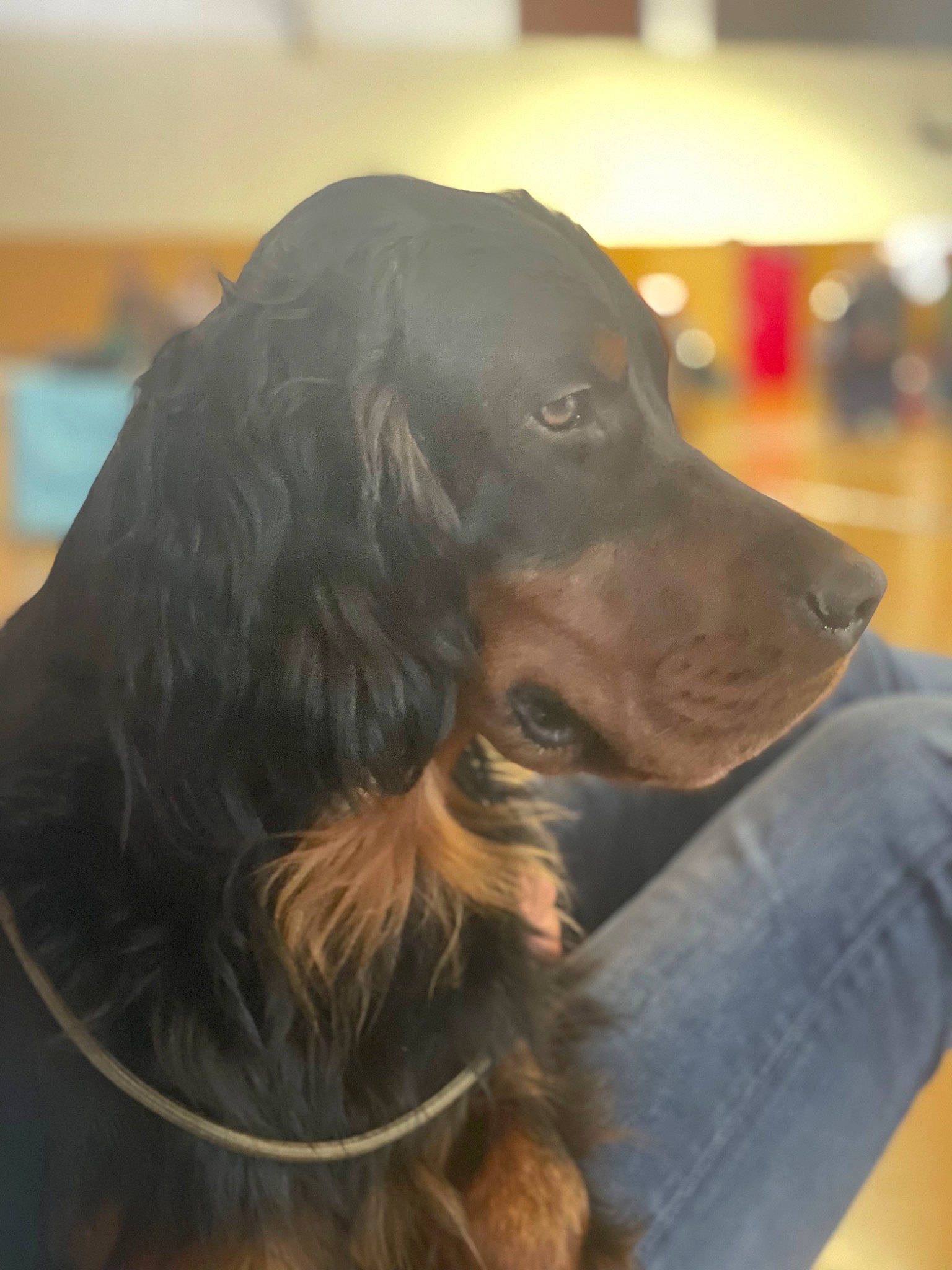 Tenor participe au concours pour gagner de l'argent avec cette photo : canidae, carnivore, companion_dog, dog, dog_breed, fur, gun_dog, hunting_dog, liver, sporting_group, whiskers, working_animal, working_dog
