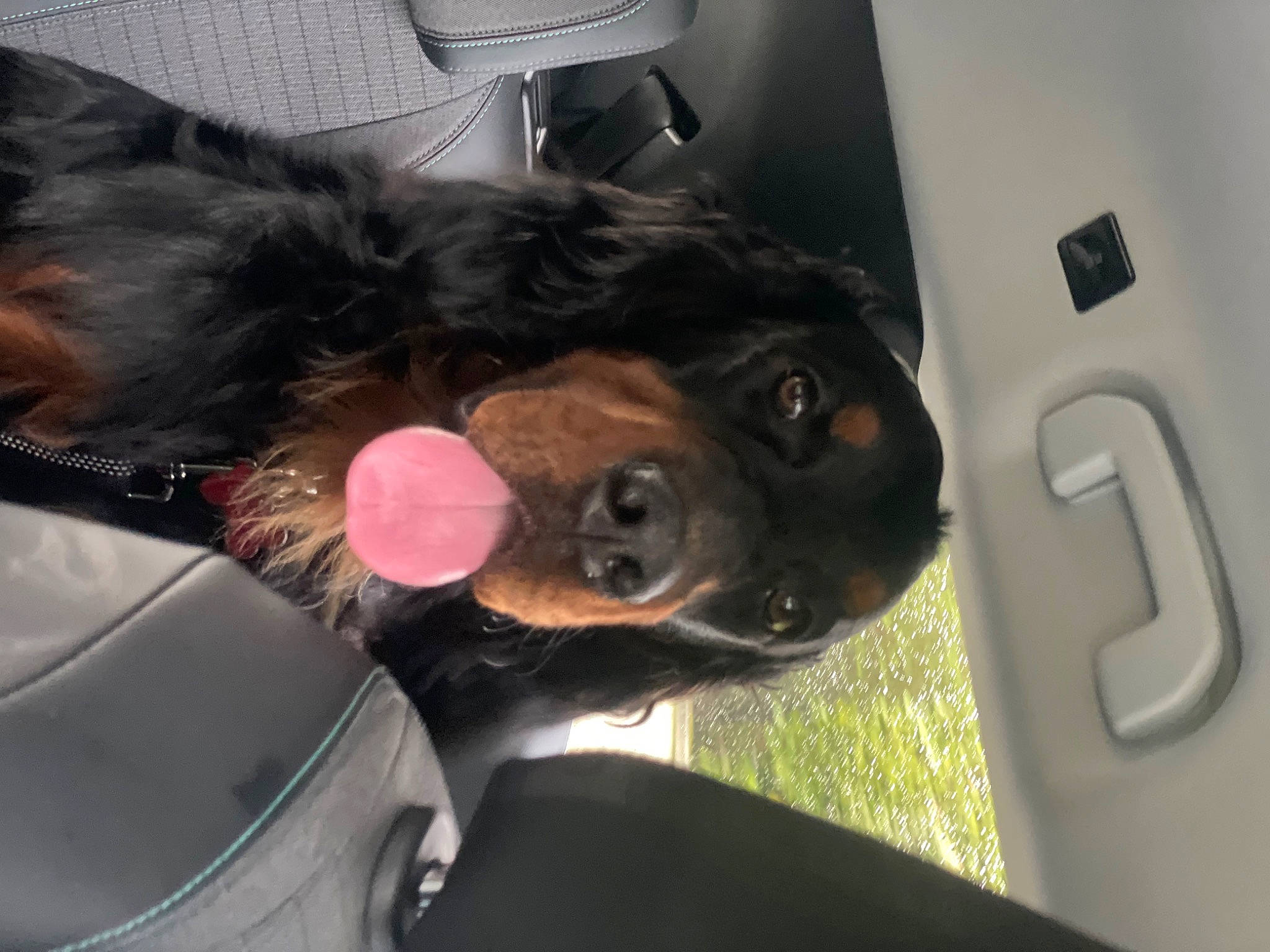 Tenor participe au concours pour gagner de l'argent avec cette photo : auto_part, automotive_exterior, automotive_lighting, automotive_window_part, canidae, car, carnivore, collar, companion_dog, dog, dog_breed, family_car, fur, personal_luxury_car, plant, snout, sporting_group, vehicle, vehicle_door, windshield