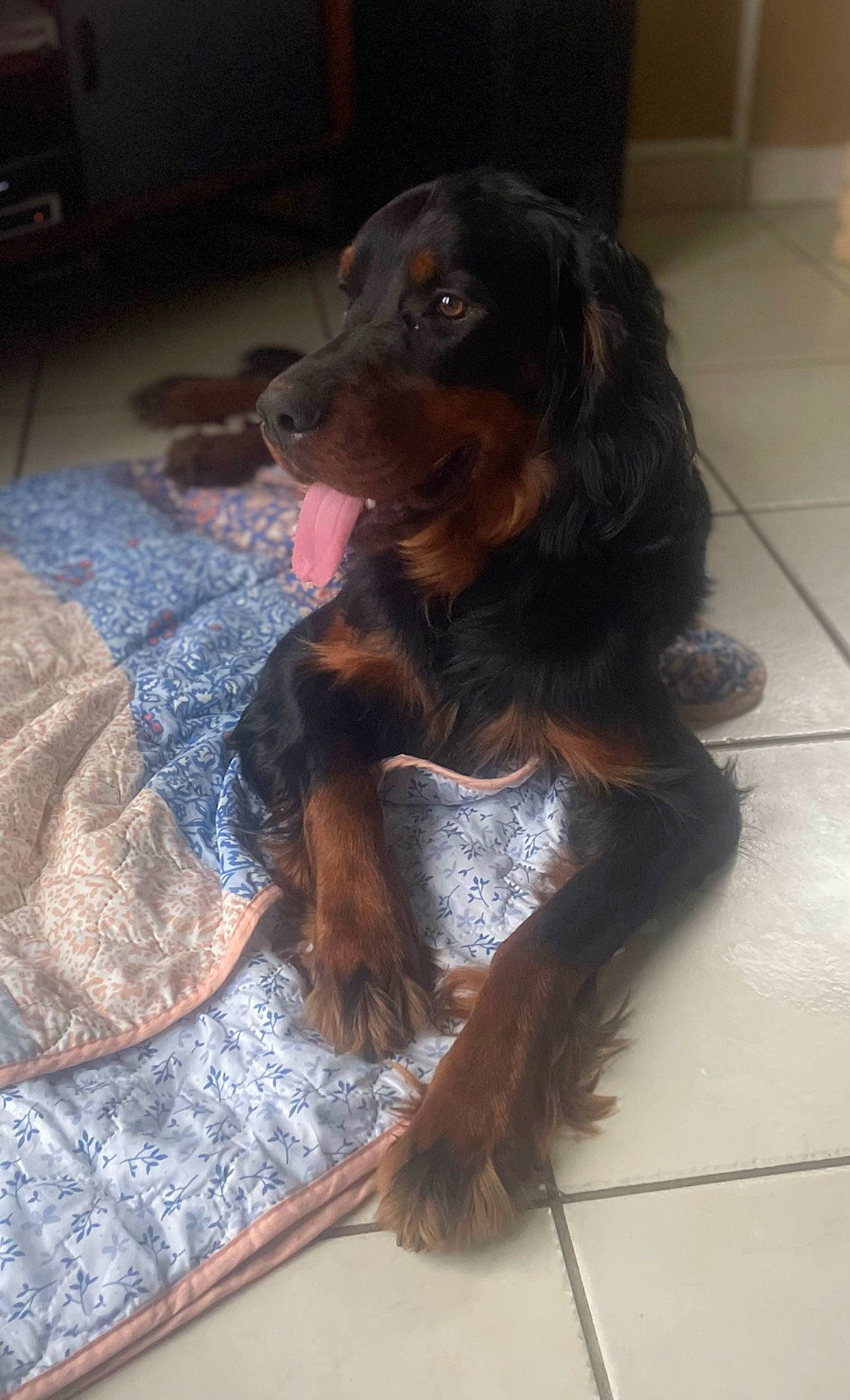 Tenor participe au concours pour gagner de l'argent avec cette photo : canidae, carnivore, companion_dog, dog, dog_breed, fawn, flooring, fur, liver, snout, spaniel, sporting_group, whiskers, working_animal, working_dog