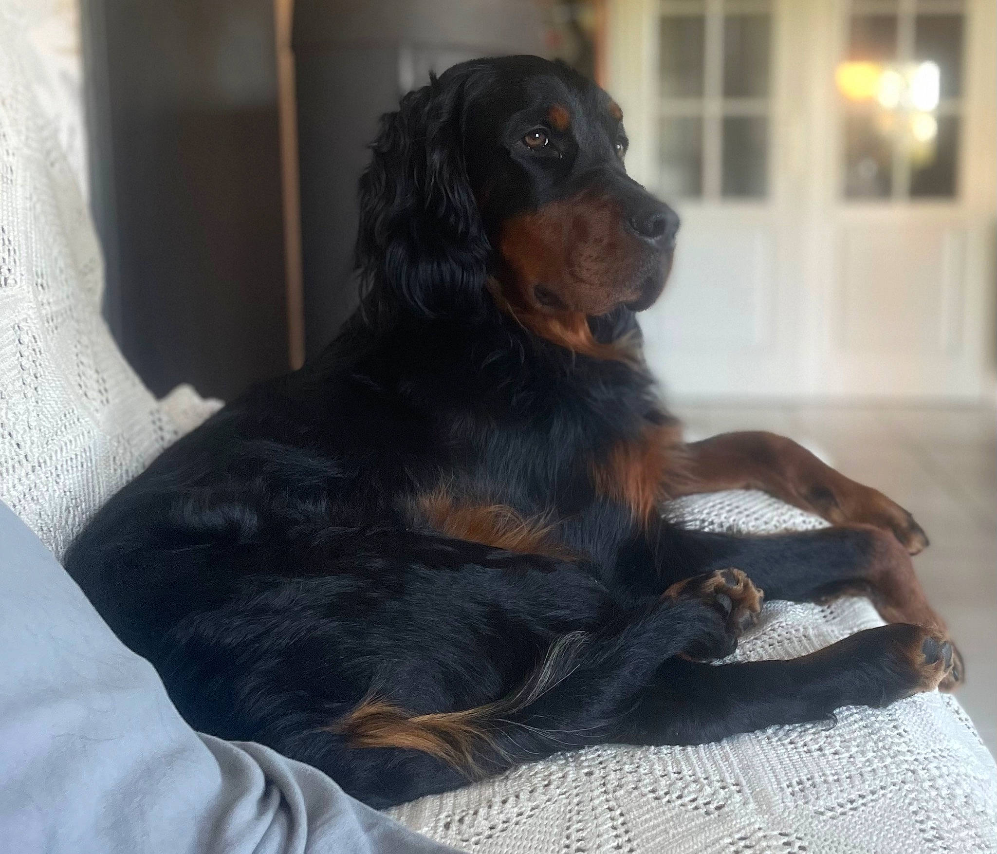 Tenor a rejoint le concours — aidez-le/la à gagner de superbes lots ! canidae, carnivore, comfort, companion_dog, dog, dog_breed, fur, guard_dog, liver, paw, snout, sporting_group, terrestrial_animal, window, working_animal, working_dog