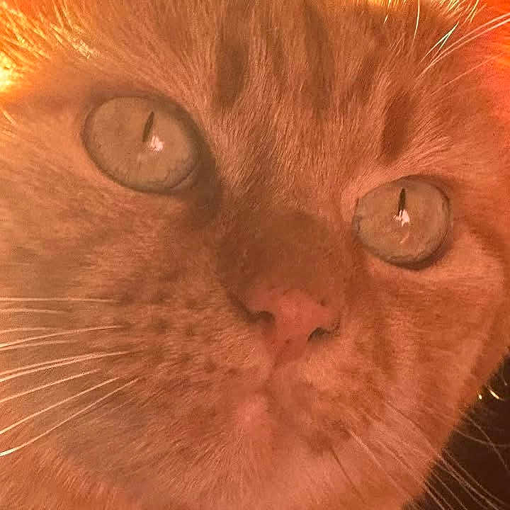 Sammy