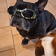 Robbie a rejoint le concours — aidez-le/la à gagner de superbes lots ! dog, french_bulldog, goggles, doggles, indoor, tile_floor, pet, brown_dog, white_dog, curious, sitting, closeup, companion, animal, cute, funny, household, floor, canine, friendship