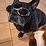 dog, french_bulldog, goggles, doggles, indoor, tile_floor, pet, brown_dog, white_dog, curious, sitting, closeup, companion, animal, cute, funny, household, floor, canine, friendship