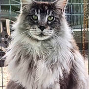 Tigrou participe au concours pour gagner de l'argent avec cette photo : cat, fluffy, long_hair, green_eyes, portrait, feline, animal, pet, outdoor, wire_fence, close_up, mammal, whiskers, face, ears, fur, looking_at_camera, domestic_cat, nature, majestic