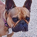 Chantal Cario