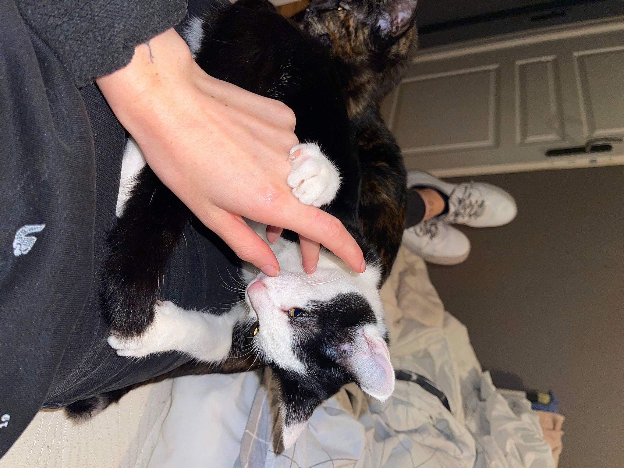 Mini participe au concours pour gagner de l'argent avec cette photo : canidae, carnivore, claw, companion_dog, dog_breed, felidae, fur, gesture, goat, goats, hand, nail, small_to_medium_sized_cats, sporting_group, tail, toy, veterinarian, whiskers, wildlife_biologist, wrist