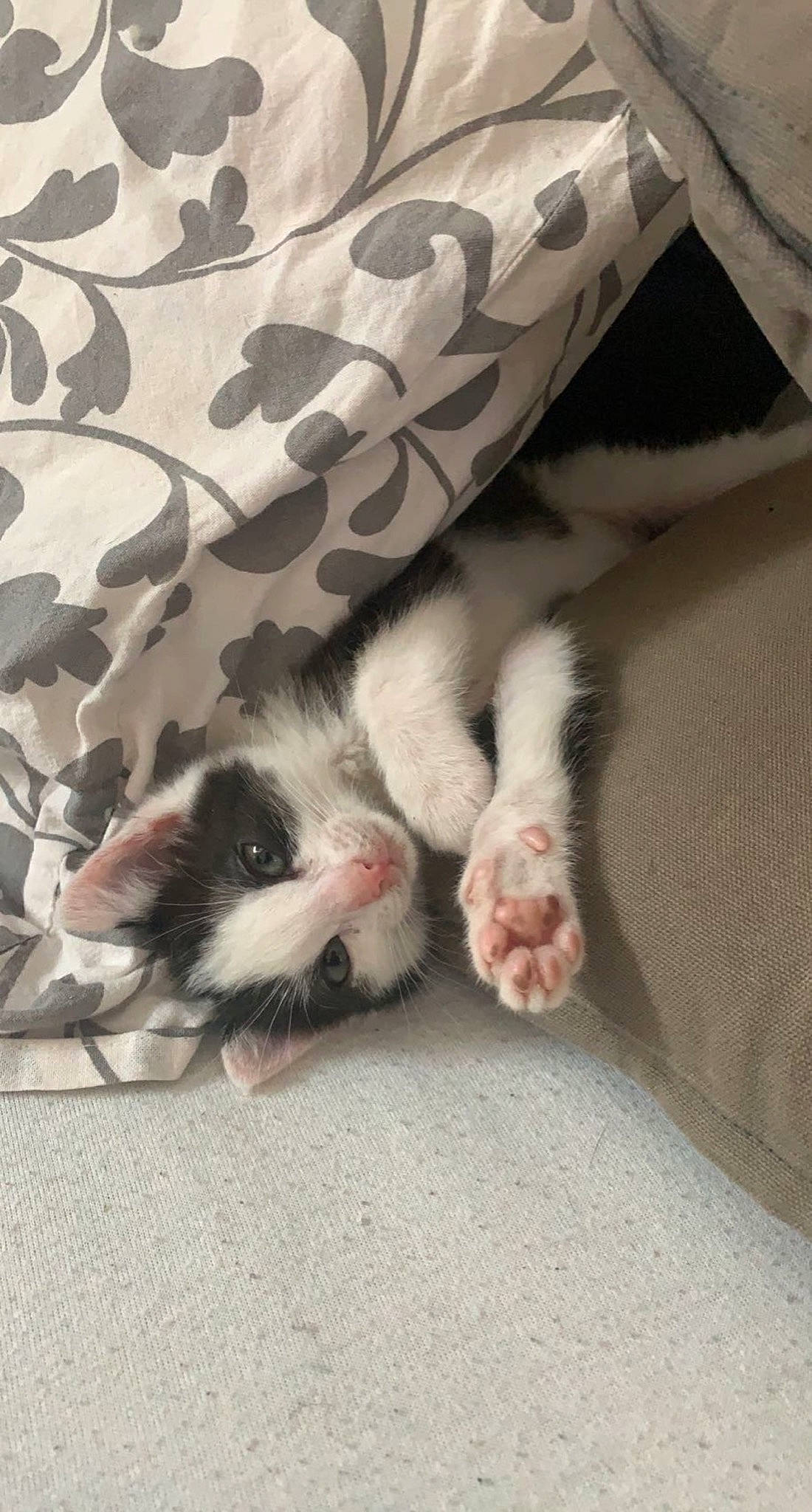 Mini a rejoint le concours — aidez-le/la à gagner de superbes lots ! carnivore, cat, claw, comfort, dog_breed, domestic_short_haired_cat, fawn, felidae, foot, fur, grey, human_leg, linens, pattern, paw, small_to_medium_sized_cats, snout, tail, toe, whiskers