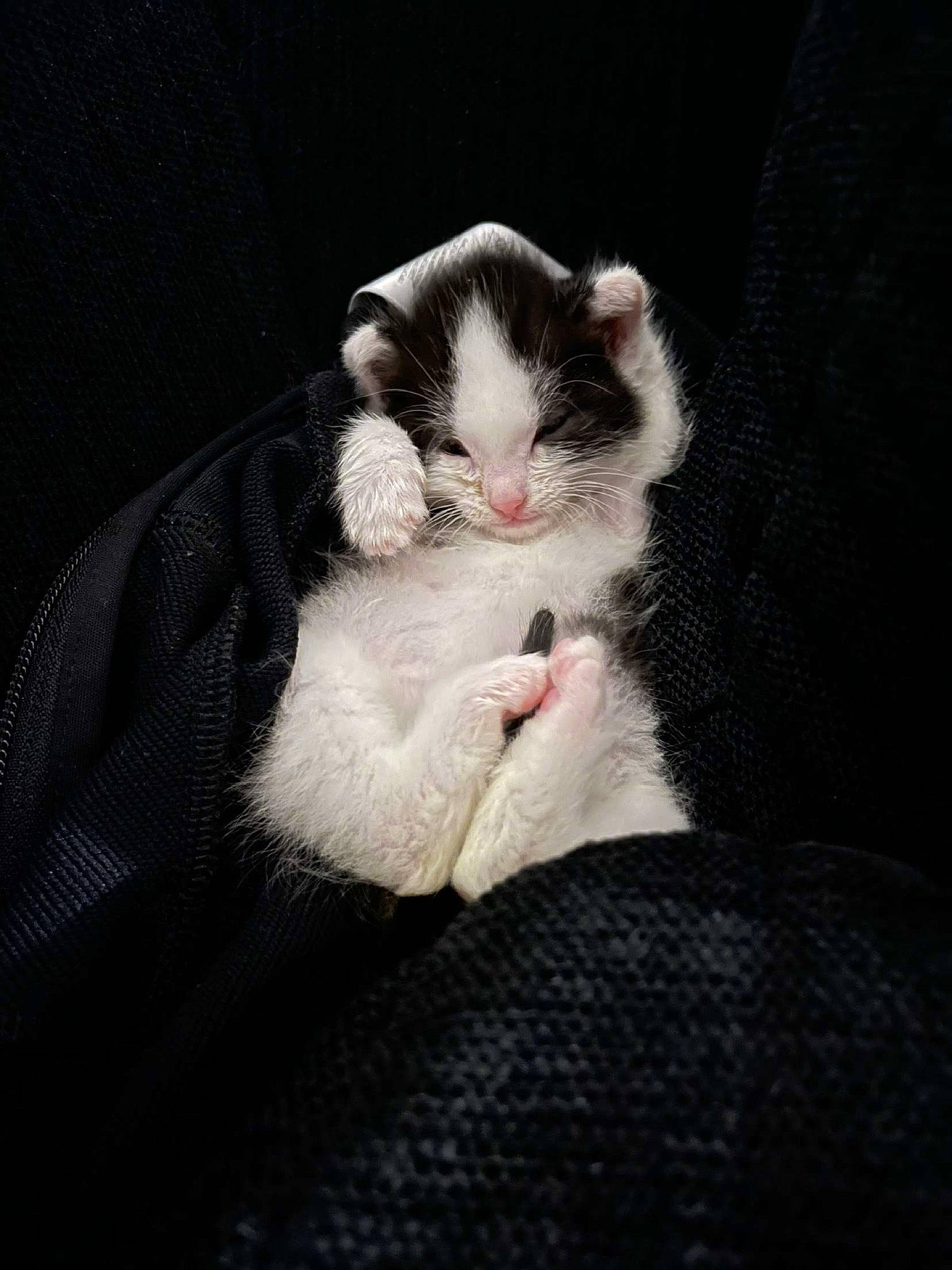 Mini a rejoint le concours — aidez-le/la à gagner de superbes lots ! canidae, carnivore, cat, claw, comfort, darkness, domestic_short_haired_cat, felidae, foot, fur, gesture, human_leg, nap, paw, small_to_medium_sized_cats, tail, whiskers