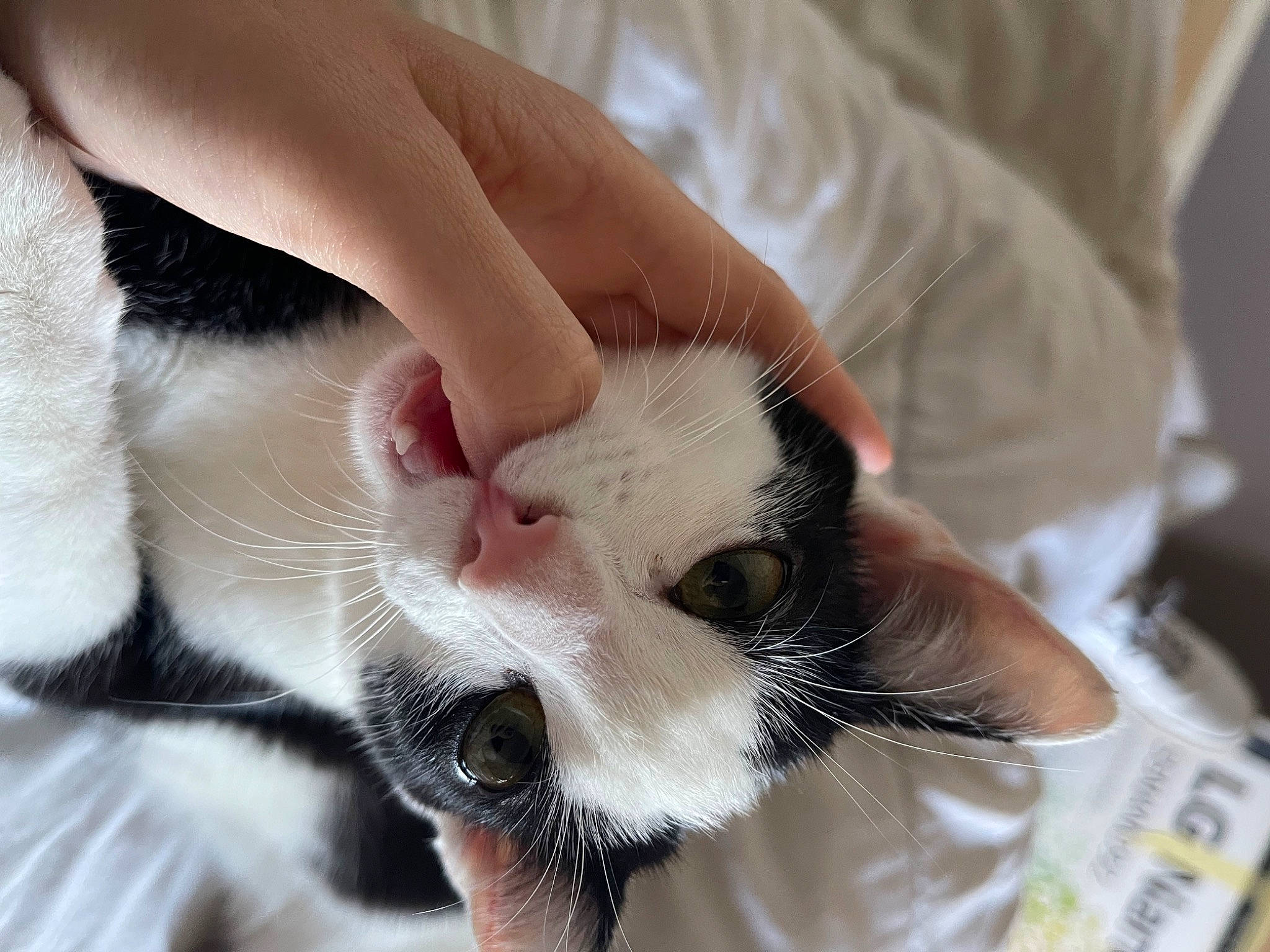 Mini participe au concours pour gagner de l'argent avec cette photo : carnivore, cat, claw, comfort, domestic_short_haired_cat, ear, eye, eyelash, fang, fawn, felidae, finger, fur, gesture, hand, nail, paw, small_to_medium_sized_cats, snout, whiskers