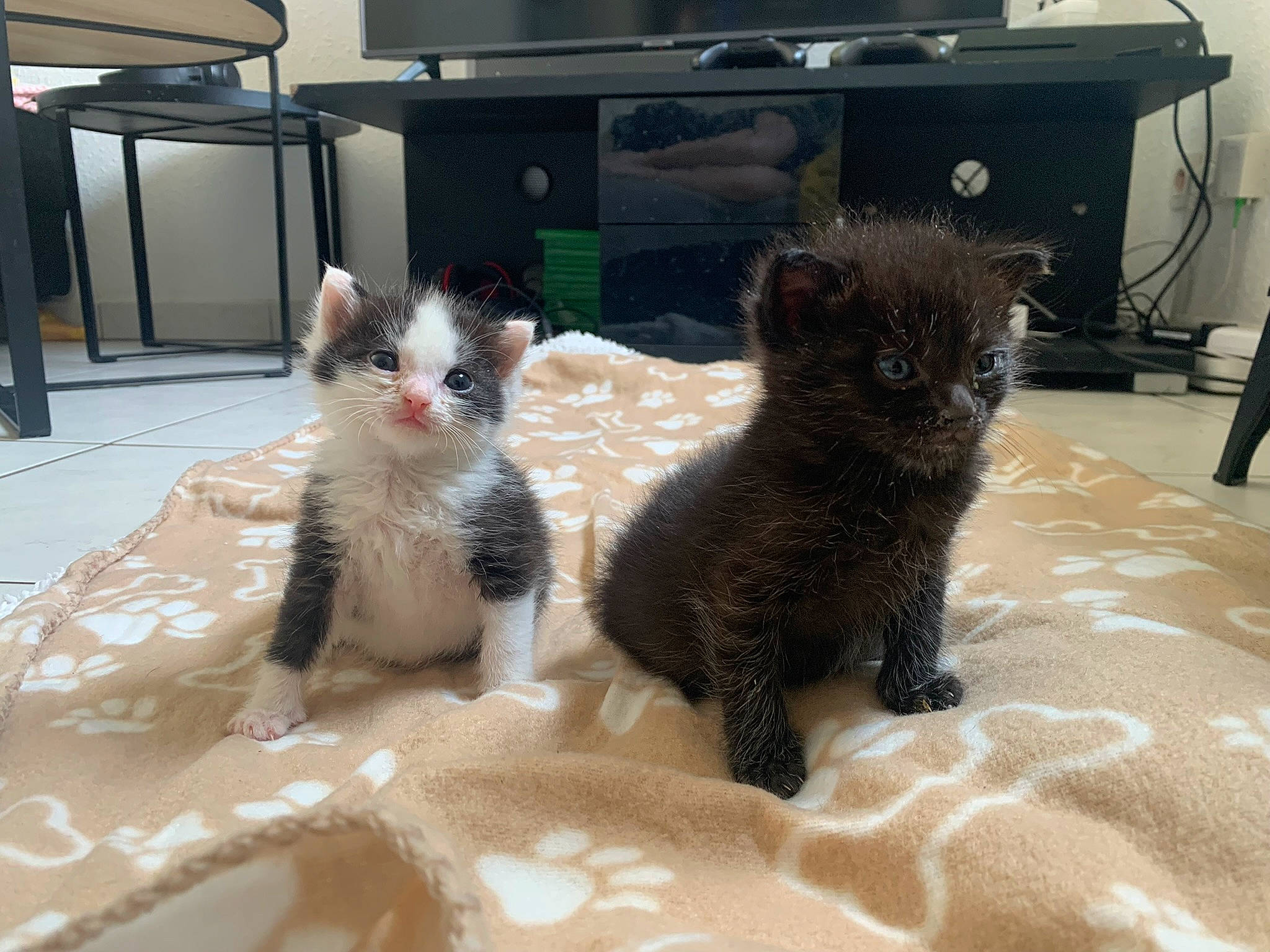 Mini participe au concours pour gagner de l'argent avec cette photo : black_cat, bombay, carnivore, cat, chair, claw, comfort, computer_keyboard, domestic_short_haired_cat, fawn, felidae, flooring, fur, office_supplies, paw, small_to_medium_sized_cats, snout, tail, terrestrial_animal, whiskers