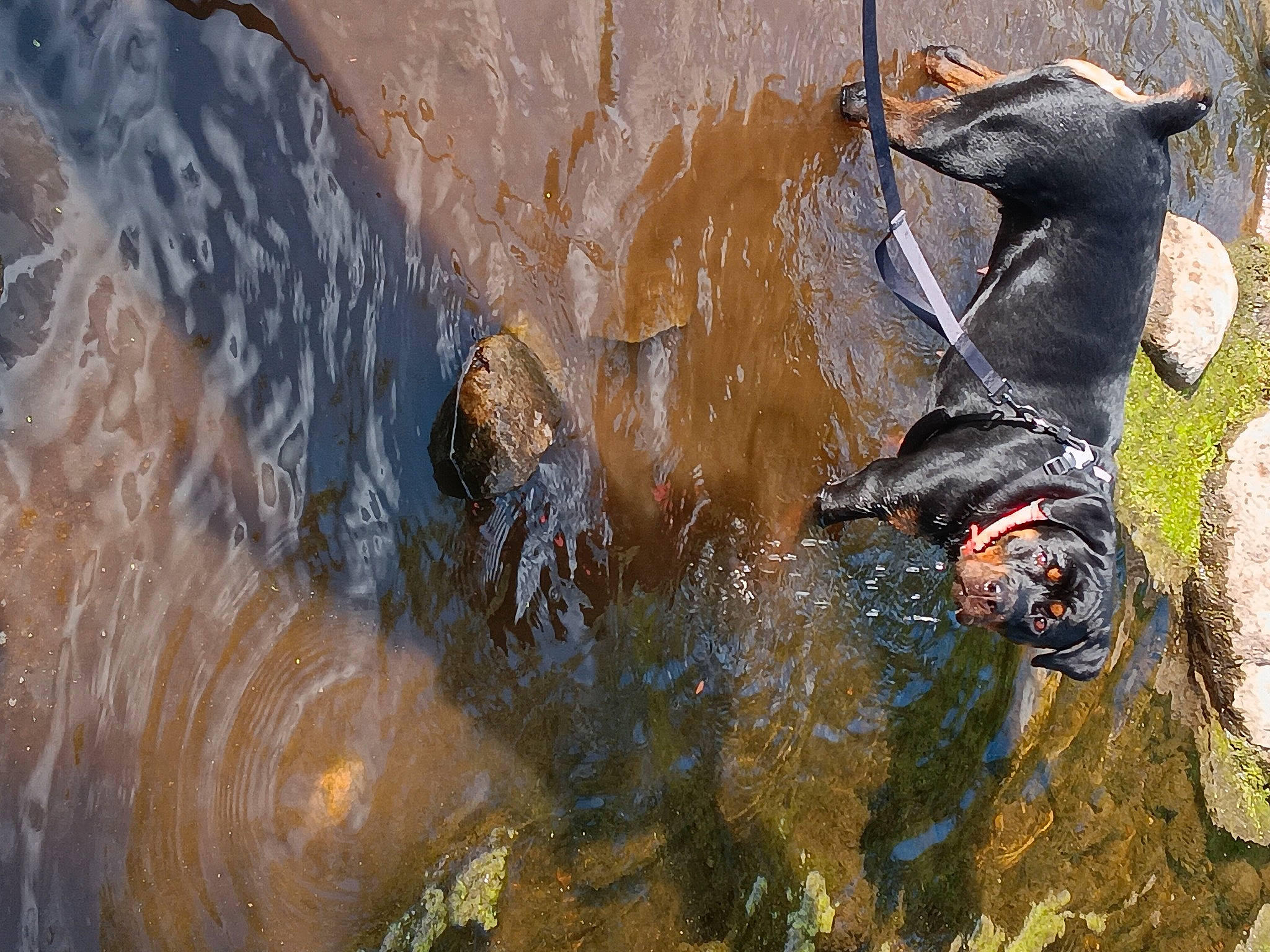 Day-z joined the competition — help win amazing prizes! art, beak, recreation, reflection, rock, sculpture, shadow, soil, tail, terrestrial_animal, visual_arts, water, water_bird, water_feature, wildlife, wood, working_animal