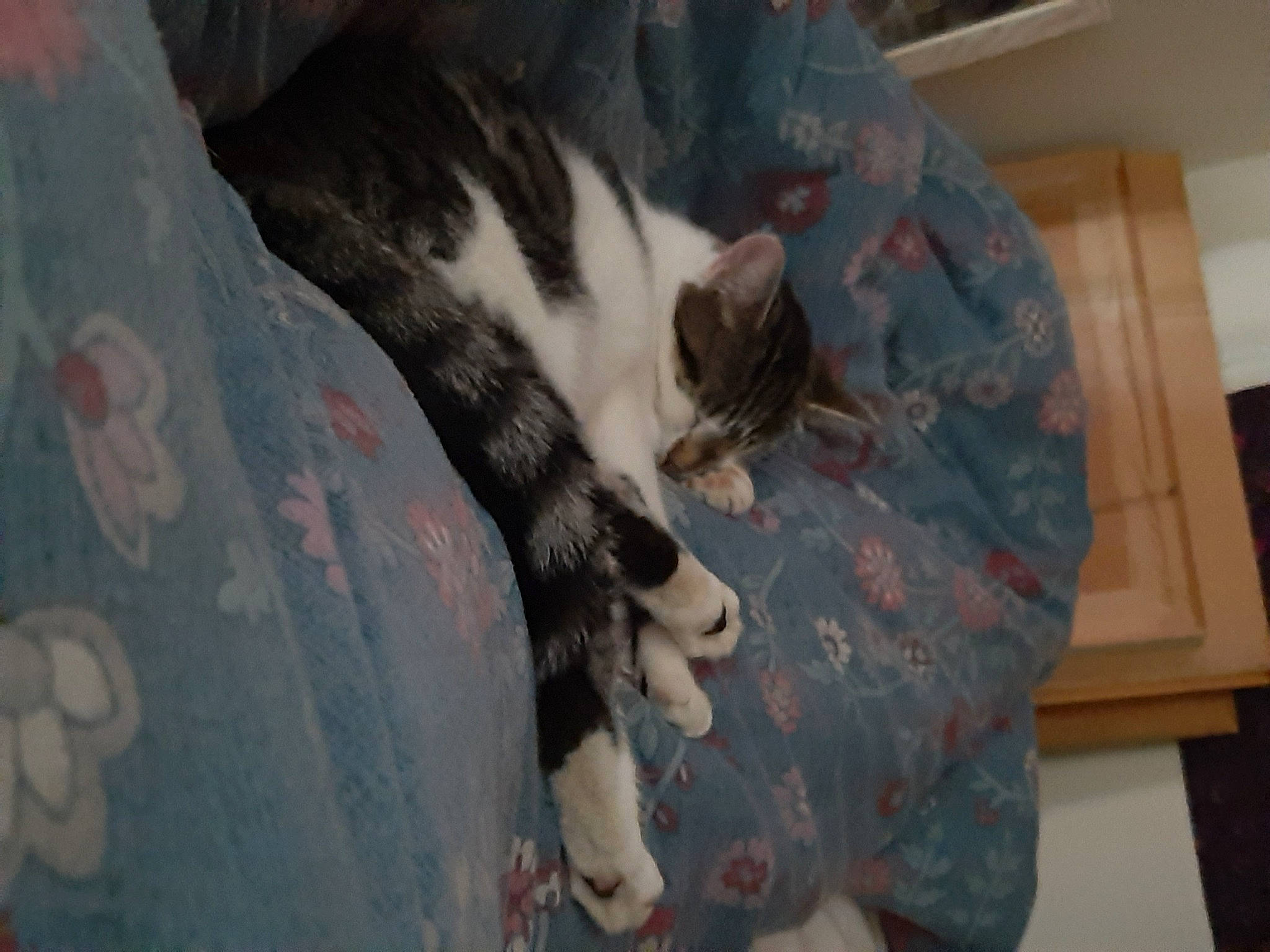 Rosie is registered to the contest to win money with this photo: carnivore, cat, domestic_short_haired_cat, ear, european_shorthair, felidae, fur, kitten, leg, paw, small_to_medium_sized_cats, whiskers