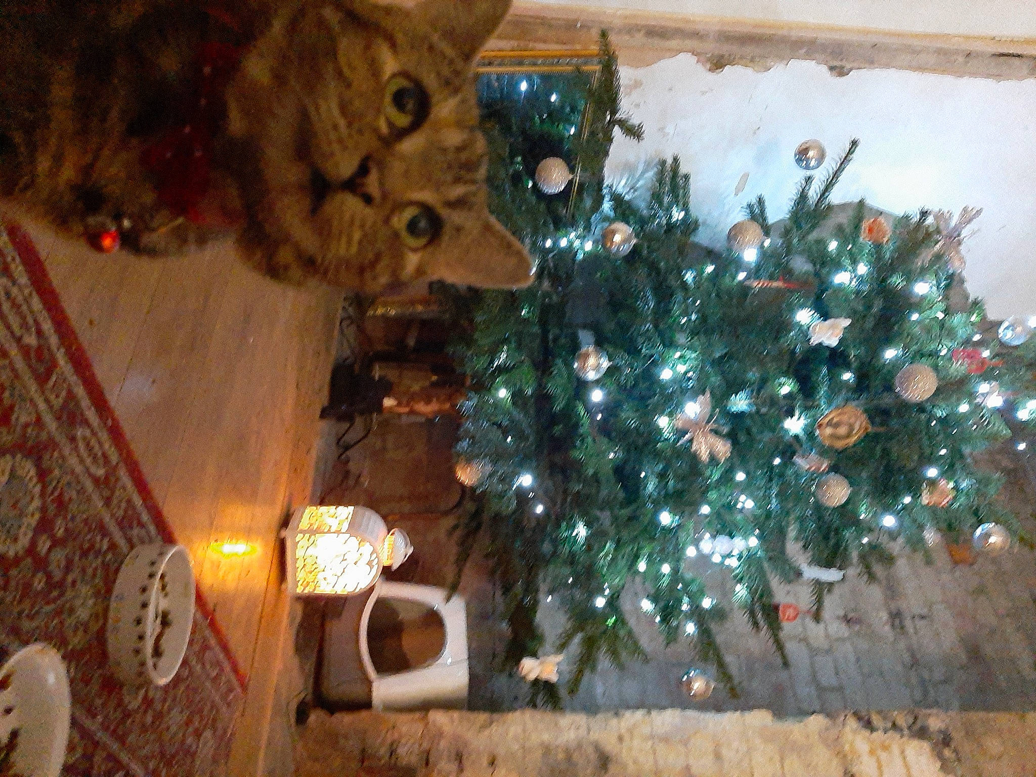 Elizabeth joined the competition — help win amazing prizes! branch, christmas, christmas_decoration, christmas_ornament, christmas_tree, conifer, cypress_family, event, fir, holiday, interior_design, pine_family, plant, spruce, tree