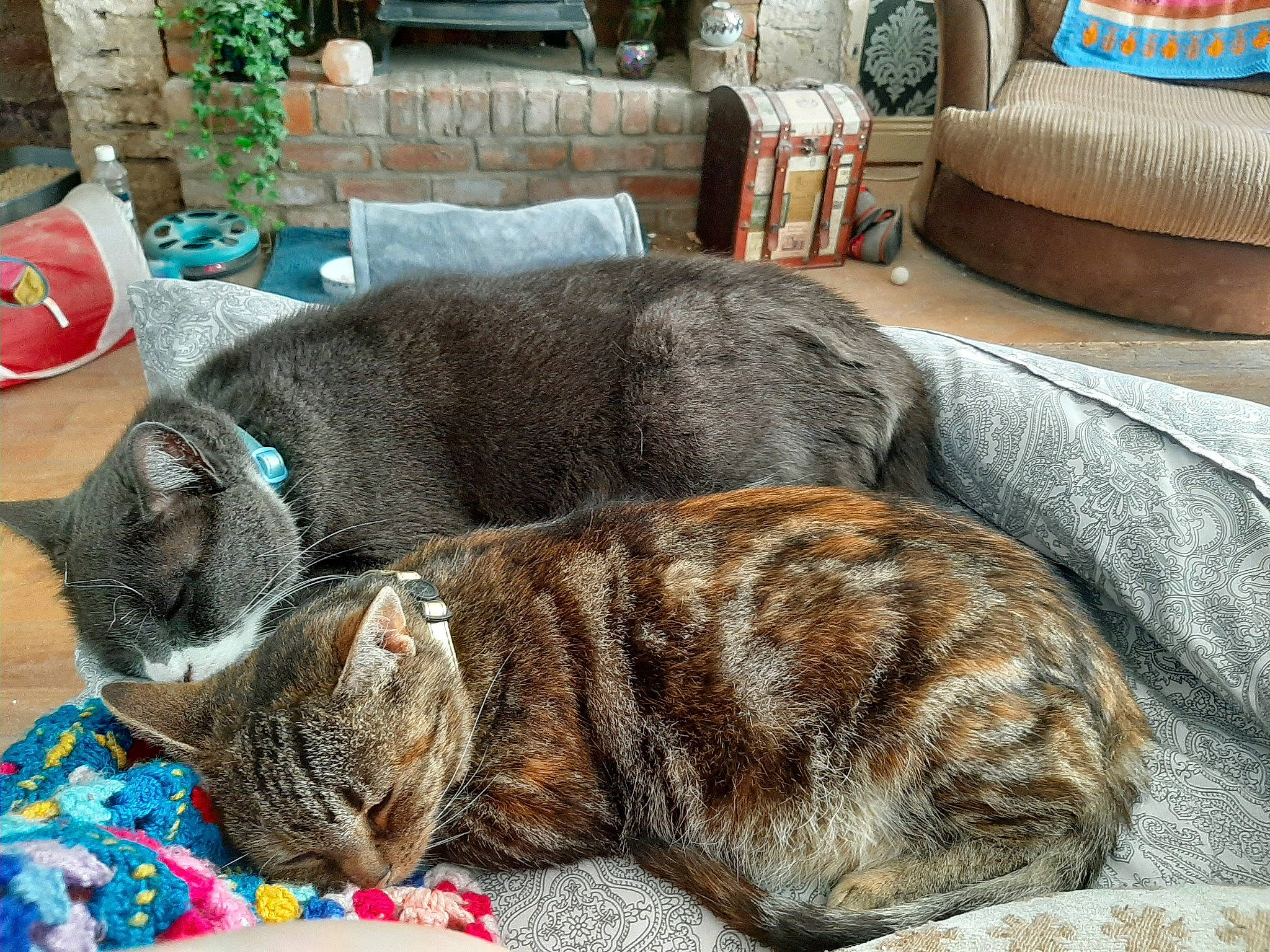 Elizabeth joined the competition — help win amazing prizes! carnivore, cat, cat_bed, comfort, couch, domestic_short_haired_cat, european_shorthair, felidae, fur, furniture, nap, sleep, small_to_medium_sized_cats, tabby_cat, whiskers