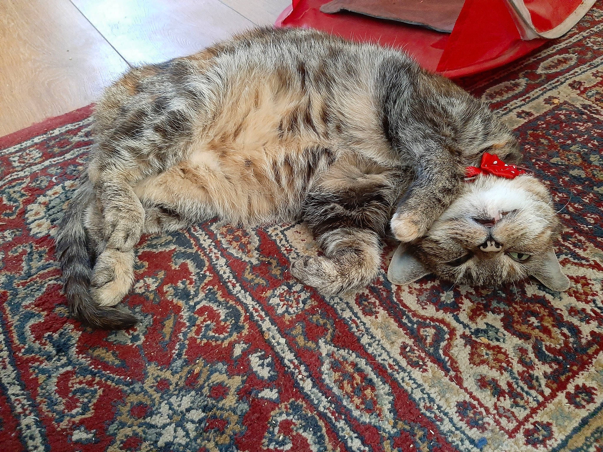 Elizabeth joined the competition — help win amazing prizes! carnivore, cat, claw, domestic_short_haired_cat, dragon_li, european_shorthair, felidae, fur, kitten, kurilian_bobtail, mammal, nap, norwegian_forest_cat, pixie_bob, selkirk_rex, sleep, small_to_medium_sized_cats, tabby_cat, tail, whiskers