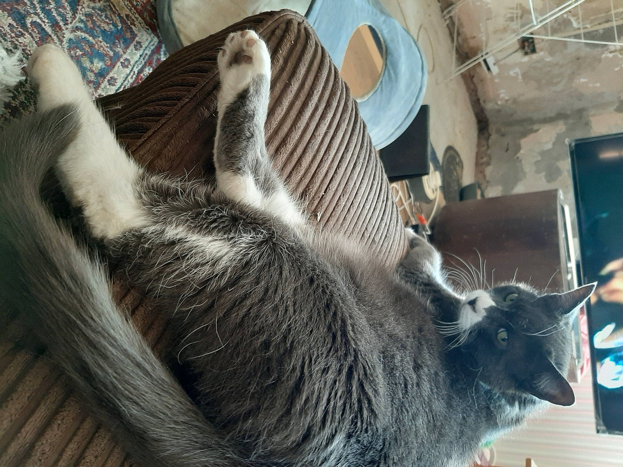 Klauss is registered to the contest to win money with this photo: carnivore, cat, ear, felidae, fur, goats, russian_blue, small_to_medium_sized_cats, tail, whiskers