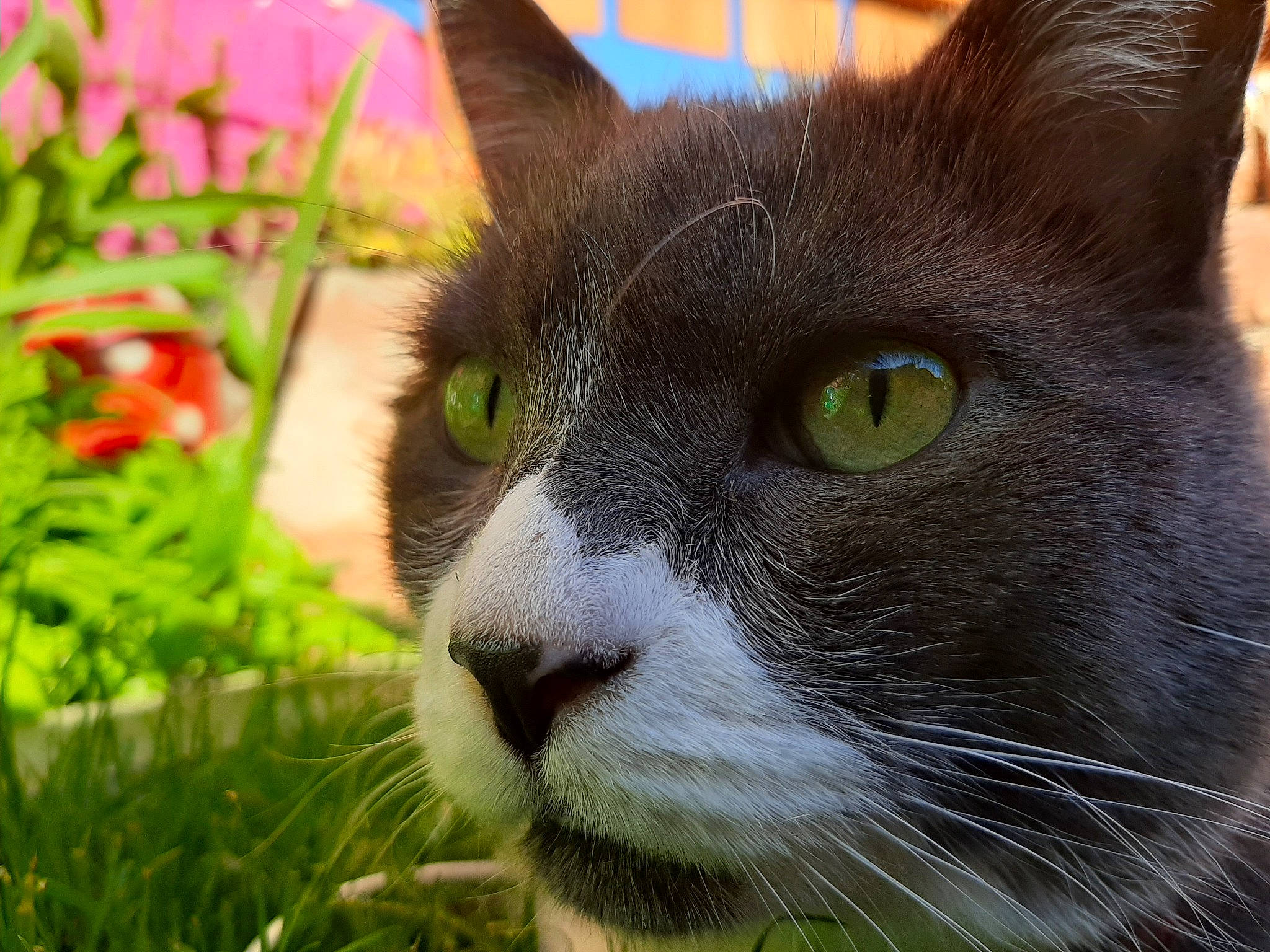 Klauss joined the competition — help win amazing prizes! black_cat, carnivore, cat, chartreux, close_up, domestic_short_haired_cat, eye, felidae, fur, grass, green, korat, mammal, nebelung, nose, photography, plant, small_to_medium_sized_cats, snout, whiskers