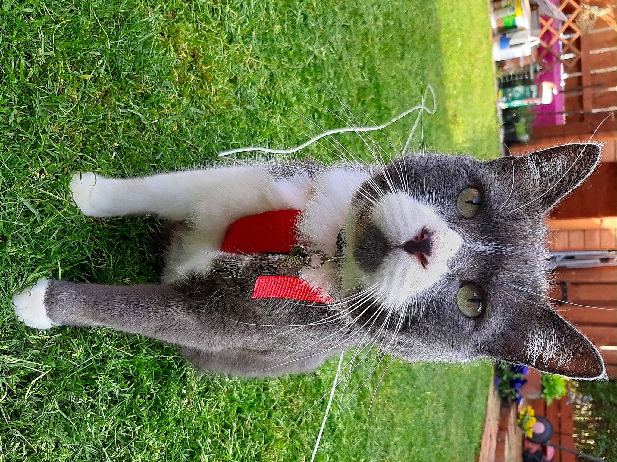 Klauss is registered to the contest to win money with this photo: aegean_cat, carnivore, cat, domestic_short_haired_cat, european_shorthair, felidae, grass, kitten, polydactyl_cat, russian_blue, small_to_medium_sized_cats, snout, tail, whiskers