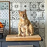 Simba participe au concours pour gagner de l'argent avec cette photo : cat, ginger_cat, orange_cat, pet, animal, sitting, portrait, whiskers, ears, eyes, fur, kitchen, countertop, cabinet, decorative_tiles, patterned_wall, light_switch, fruit_bowl, indoor, photography
