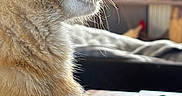 Simba participe au concours pour gagner de l'argent avec cette photo : cat, orange_cat, tabby, feline, whiskers, fur, profile, closeup, portrait, animal, pet, indoor, home, table, electronics, computer_mouse, smartphone, cables, window, natural_light