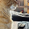 cat, orange_cat, tabby, feline, whiskers, fur, profile, closeup, portrait, animal, pet, indoor, home, table, electronics, computer_mouse, smartphone, cables, window, natural_light