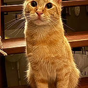Simba participe au concours pour gagner de l'argent avec cette photo : cat, orange_cat, ginger_cat, feline, pet, sitting, portrait, front_view, upright, whiskers, ears, eyes, paws, fur, striped_fur, wooden_bench, indoor, warm_lighting, curious, serious_expression